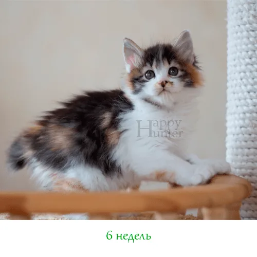 Kuryslki-Bobtail-Angara-05