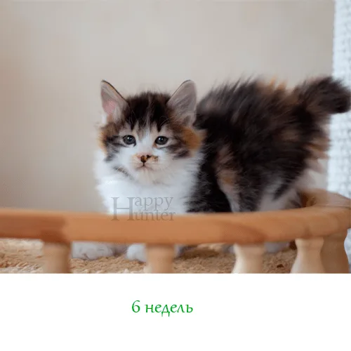 Kuryslki-Bobtail-Angara-06