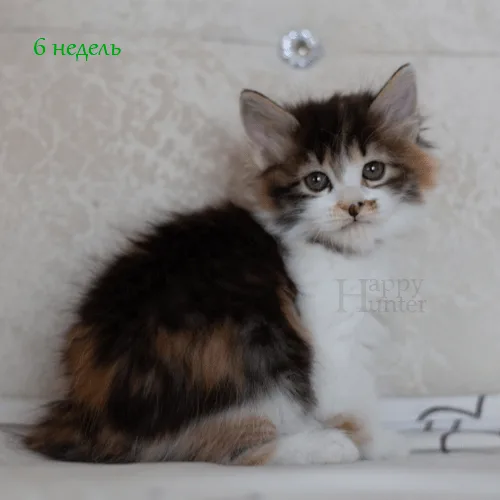 Kuryslki-Bobtail-Angara-07
