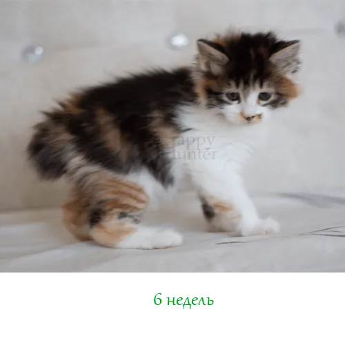 Kuryslki-Bobtail-Angara-08