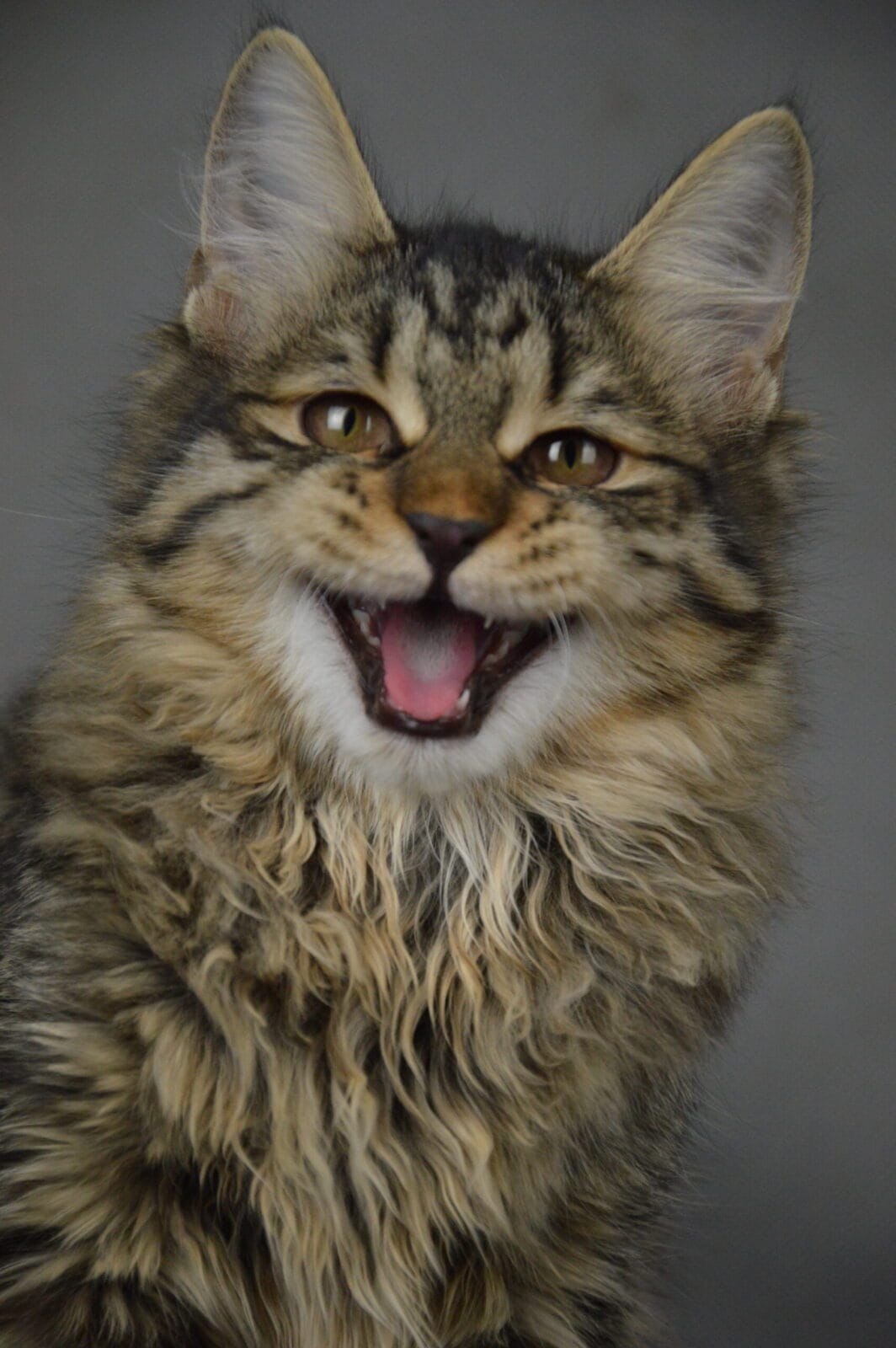 Kuryslki-Bobtail-Fiona-01