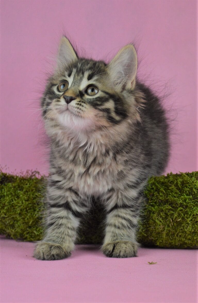 Kurylski Bobtail Miot R 01