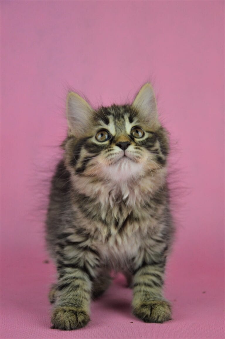 Kurylski Bobtail Miot R 02 scaled