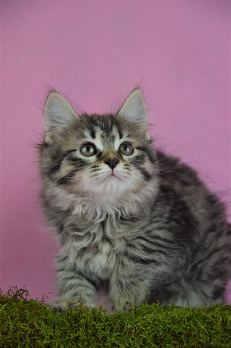 Kurylski Bobtail Miot R 03 scaled