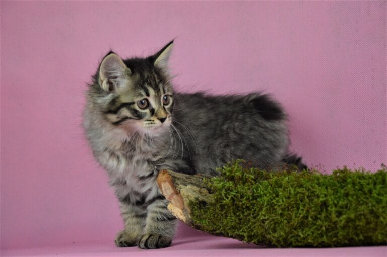 Kurylski Bobtail Miot R 04 scaled