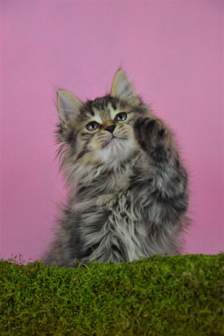 Kurylski Bobtail Miot R 05 scaled