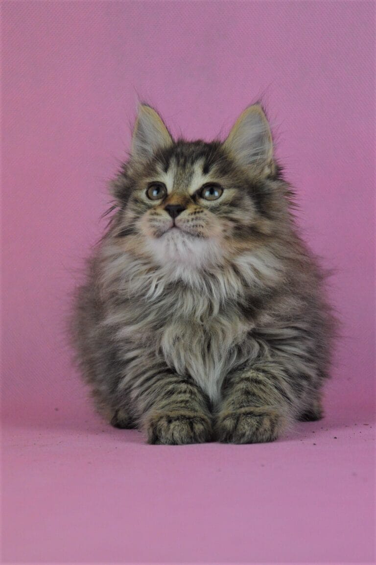 Kurylski Bobtail Miot R 06