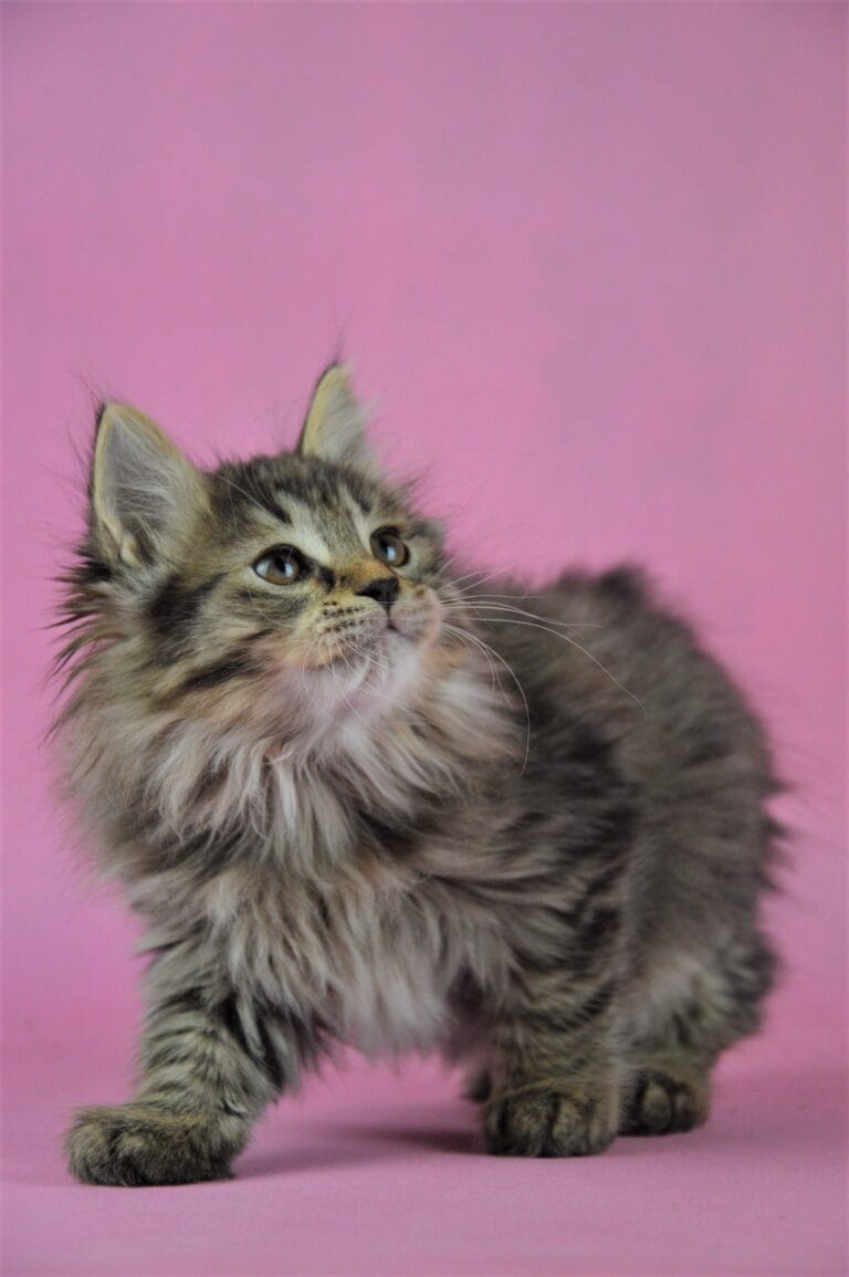 Kurylski Bobtail Miot R 07 scaled