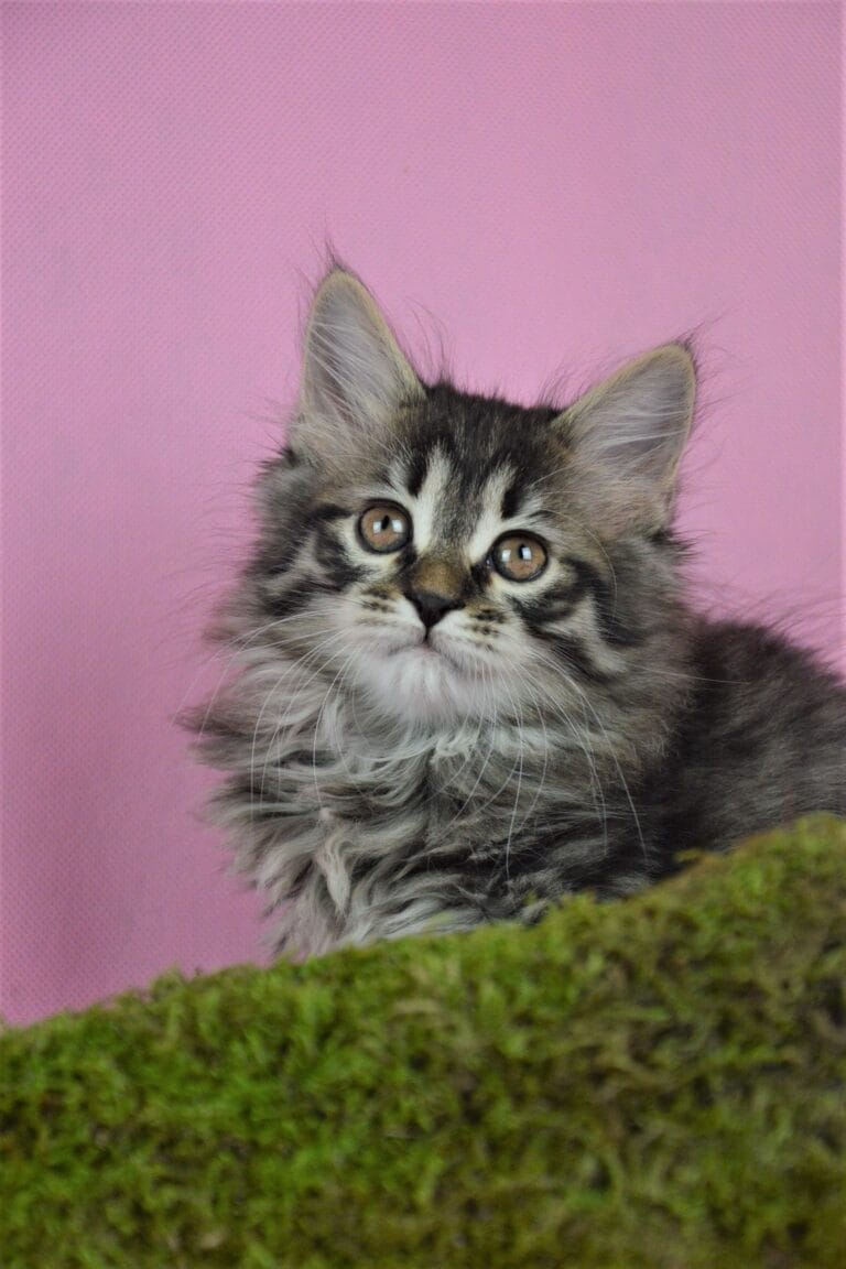 Kurylski Bobtail Miot R 08 scaled