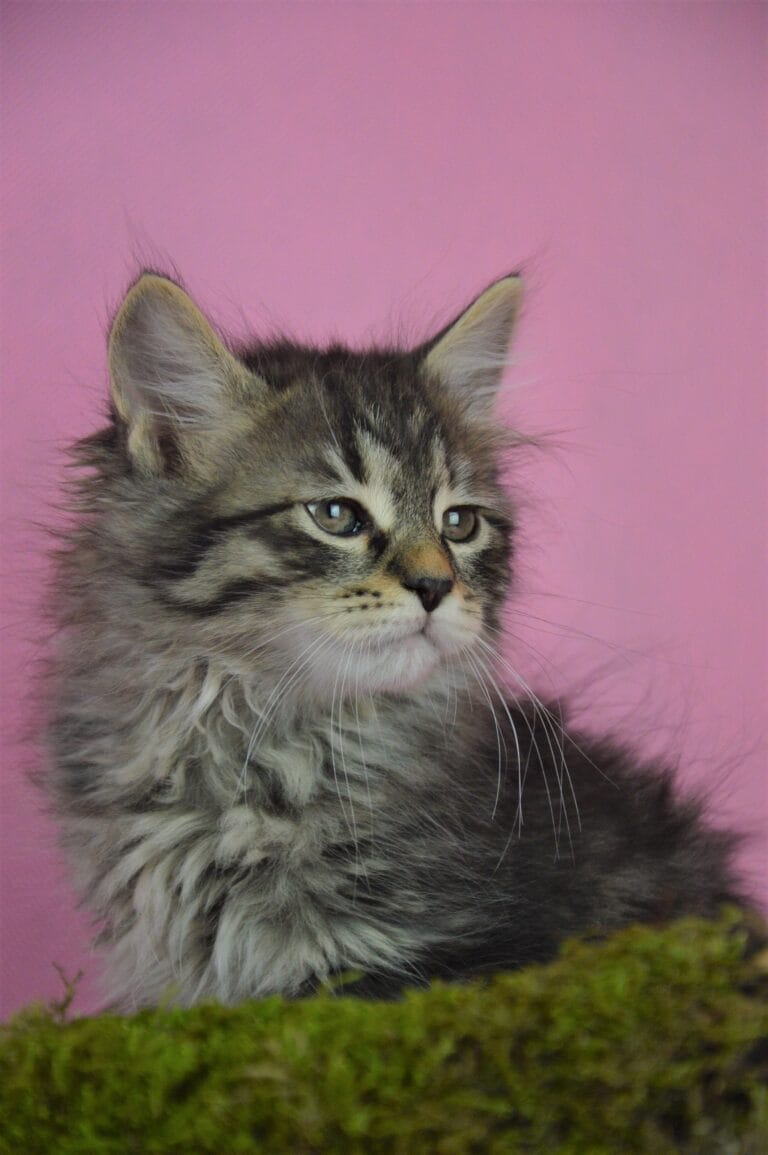 Kurylski Bobtail Miot R 09 scaled