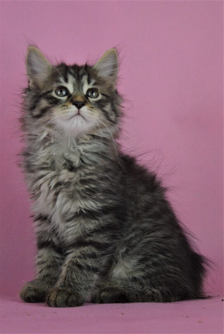 Kurylski Bobtail Miot R 10