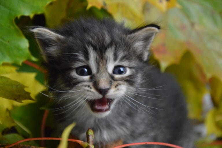 Kurylski Bobtail Miot R 2 01 scaled