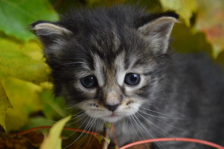 Kurylski Bobtail Miot R 2 02 scaled