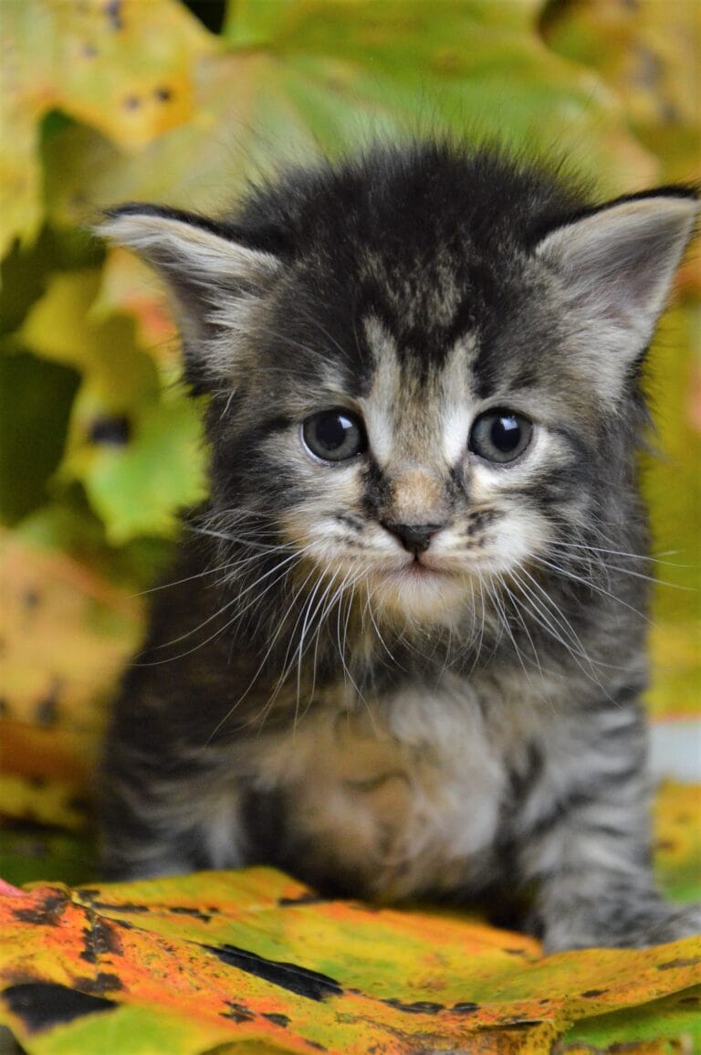 Kurylski Bobtail Miot R 2 03 scaled