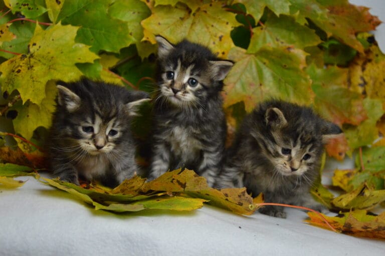 Kurylski Bobtail Miot R 2 04 scaled