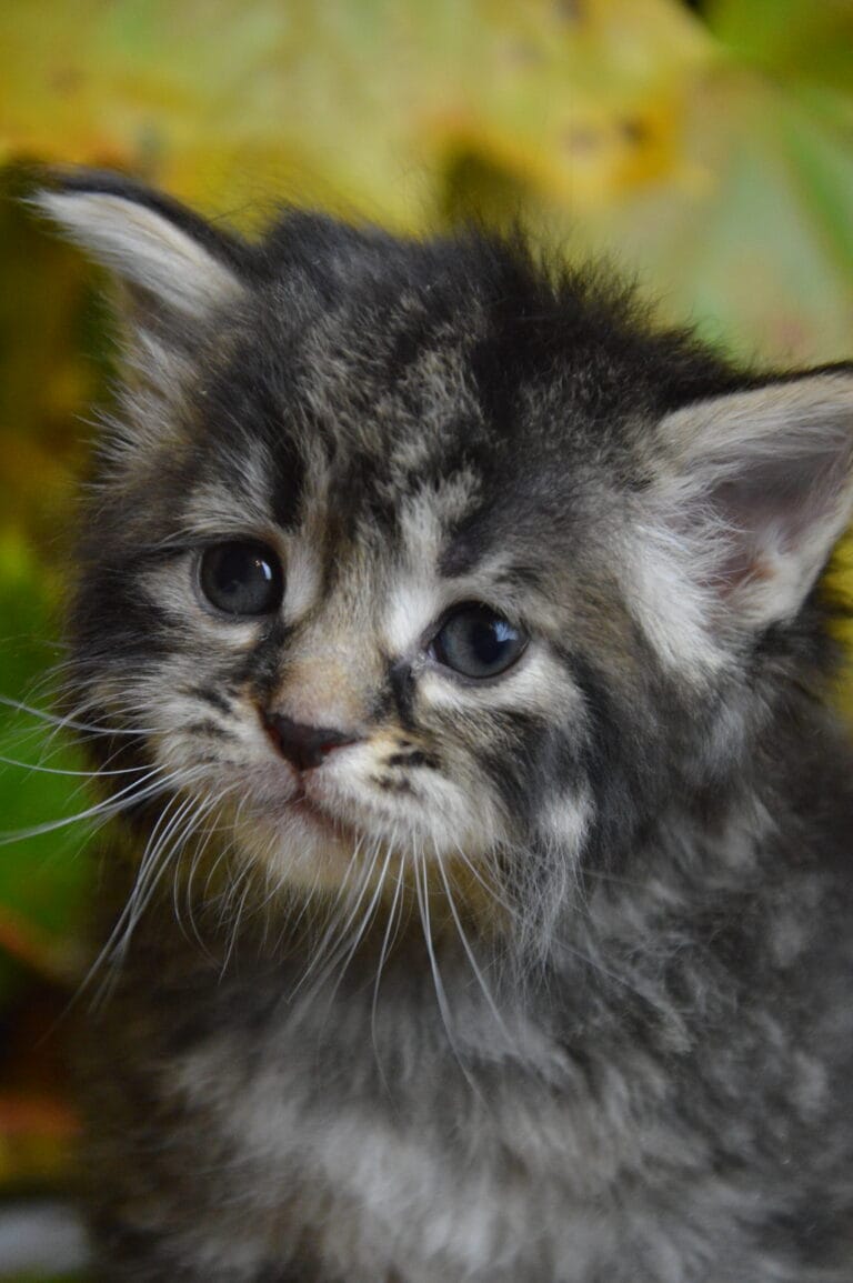 Kurylski Bobtail Miot R 2 05 scaled