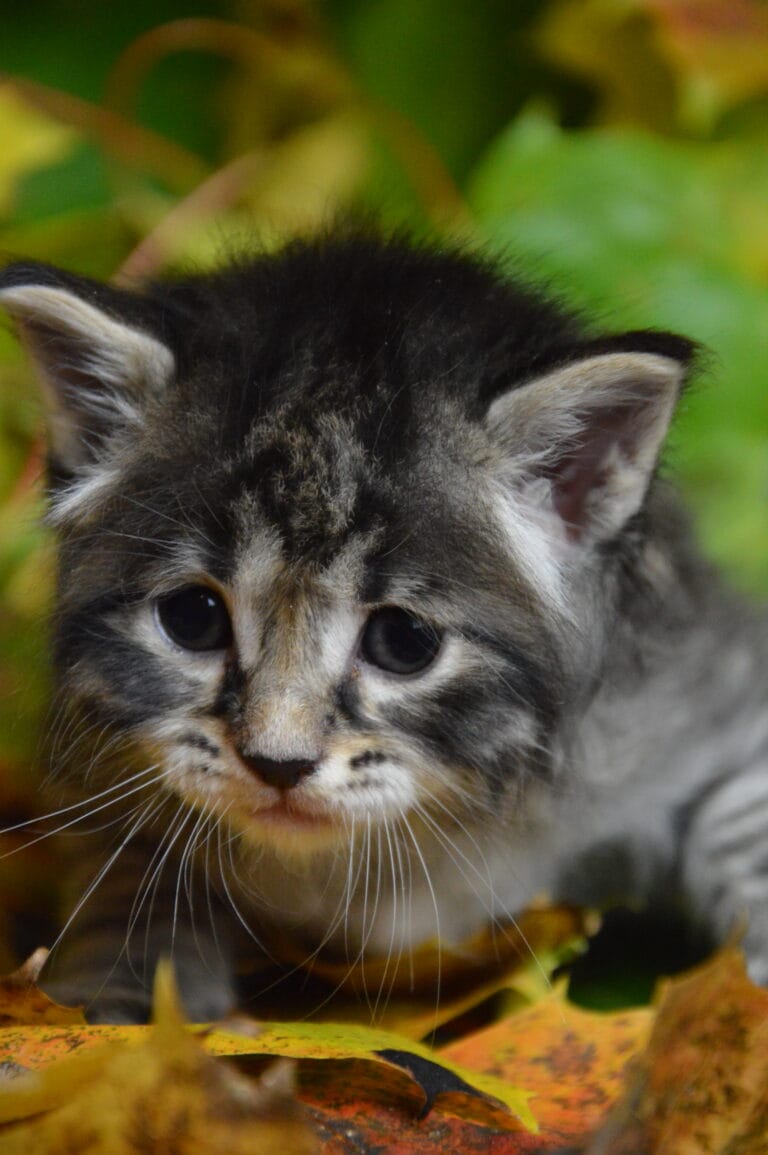 Kurylski Bobtail Miot R 2 06 scaled