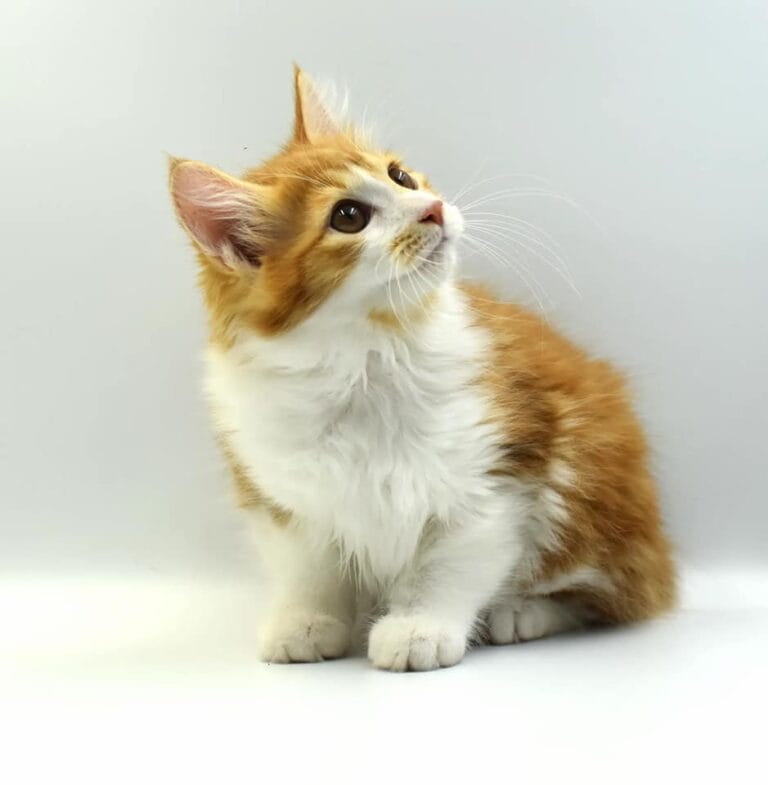 330645293 971852370472660 2337572587038128371 n