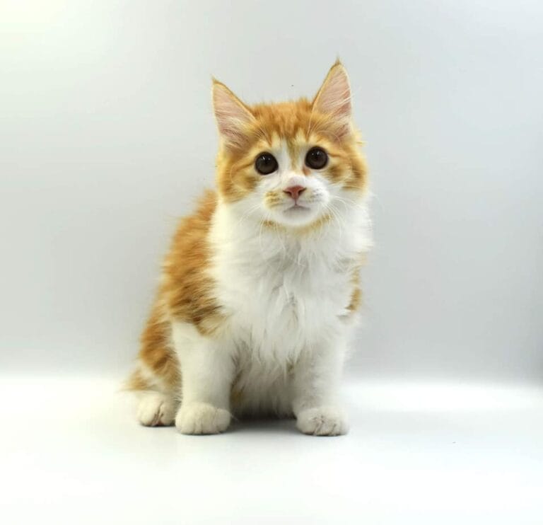 330843155 986886172284854 7264735132334696039 n