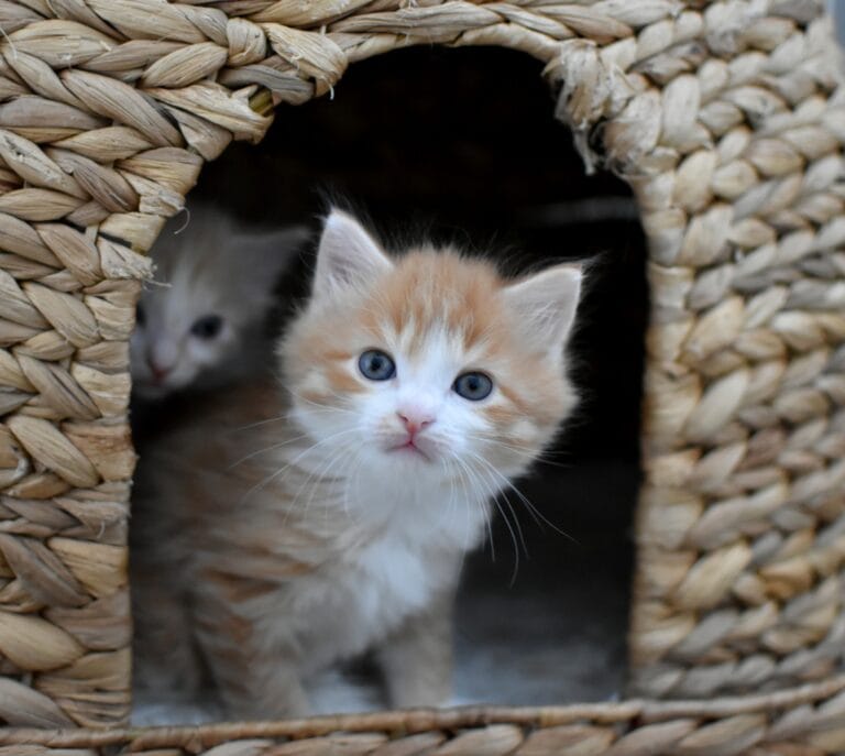 362942880 760889942707416 8901295790193572896 n