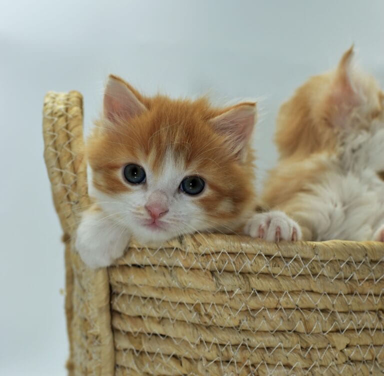 362968107 760889856040758 2512842577071949691 n