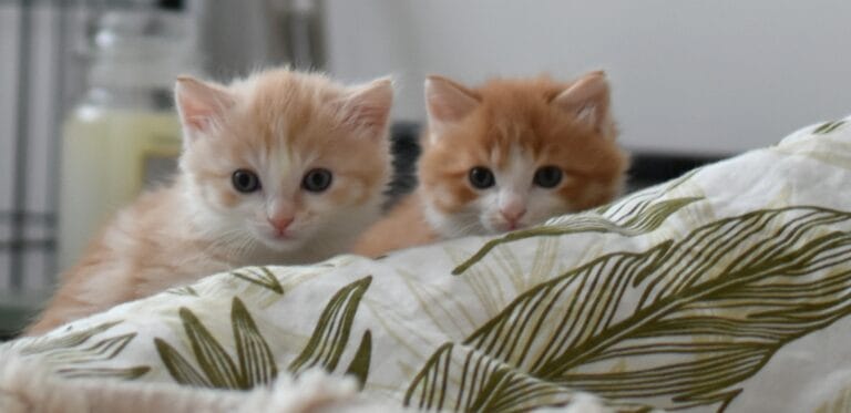 362979340 760889919374085 6407449638458356756 n