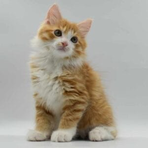 371466272 946775176391182 7731010303837041588 n e1695495714479