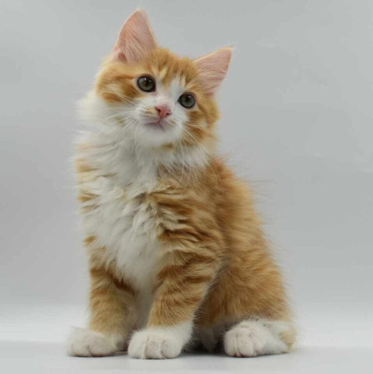 371466272 946775176391182 7731010303837041588 n e1695495714479