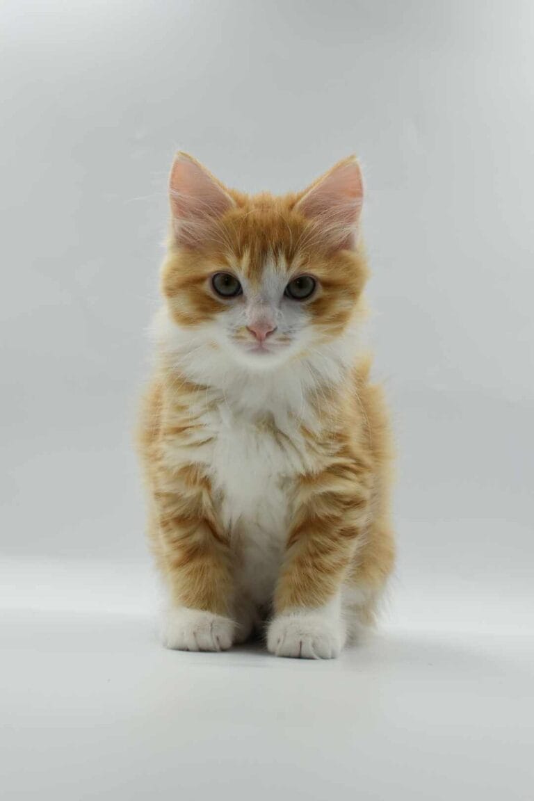 371521518 2215174635336773 7121580373303938625 n