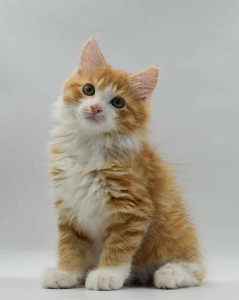 371537312 671547658181220 547676386936661698 n