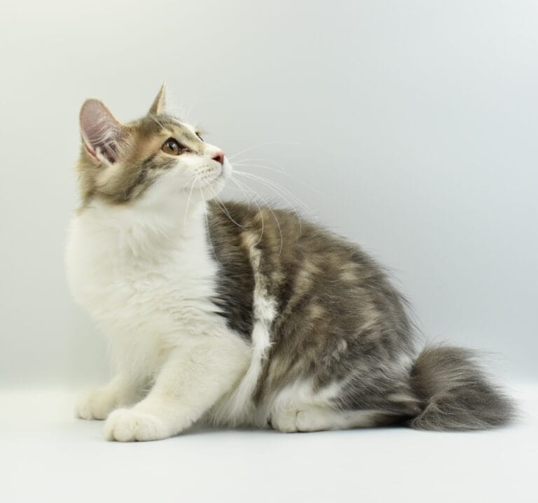 Vincent Miot V 1 scaled