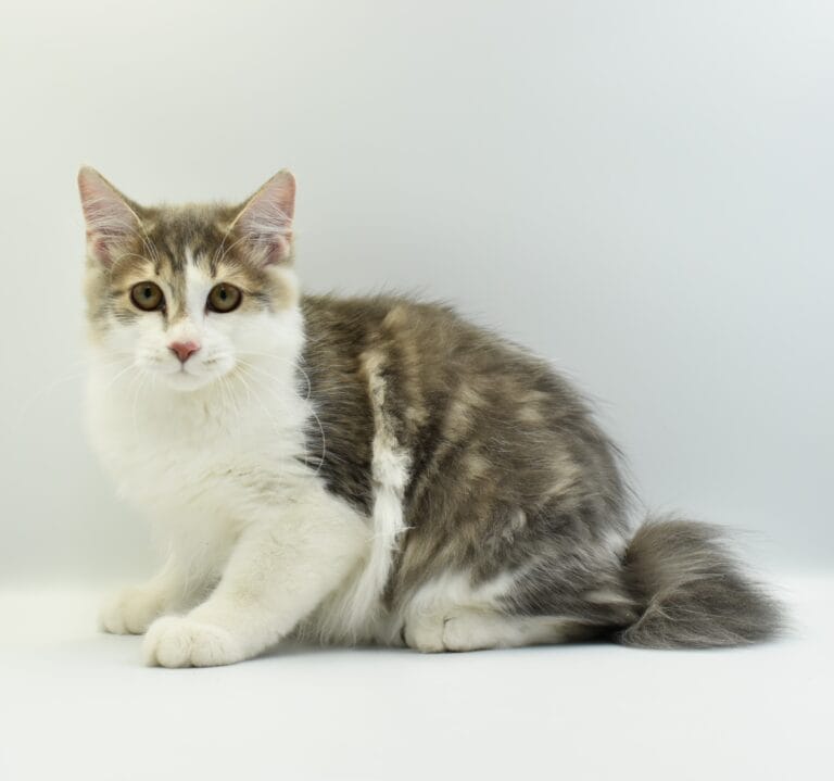 Vincent Miot V 2 scaled