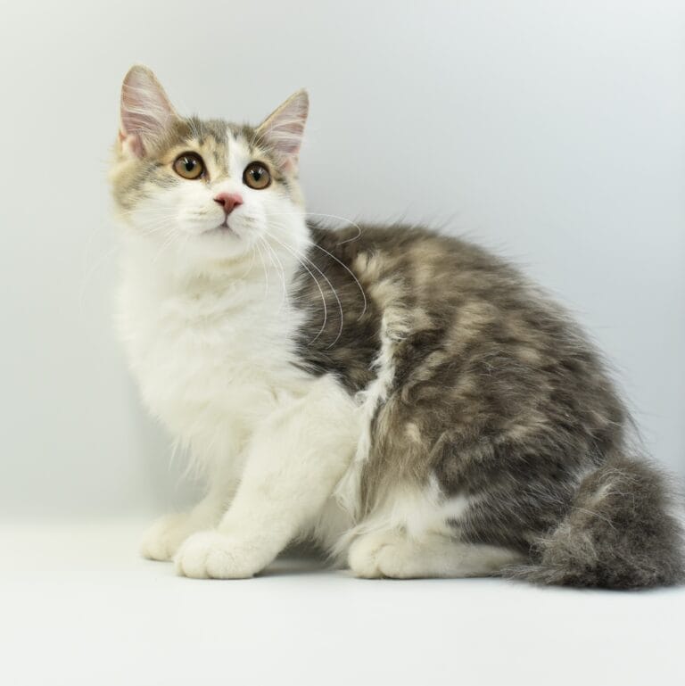 Vincent Miot V 3 scaled