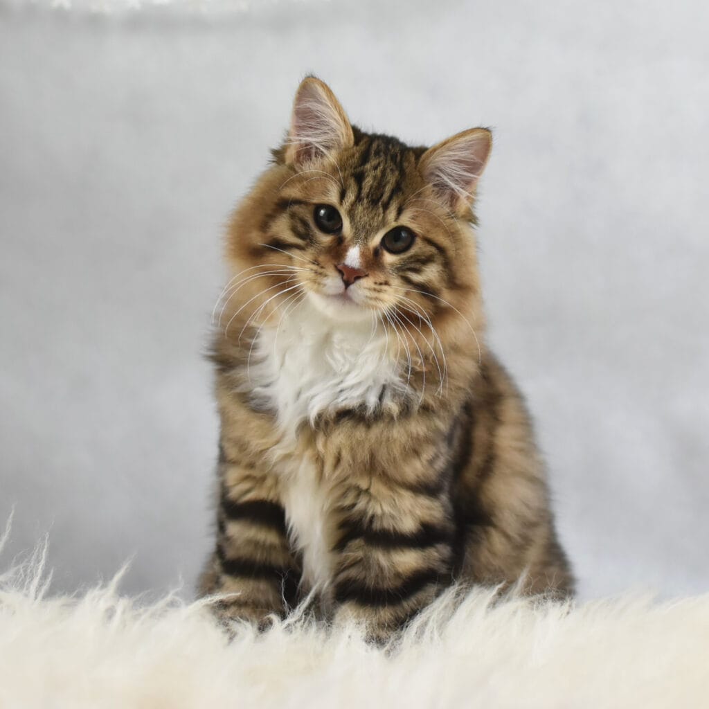 SANTA CLAUS 1x1 1 scaled