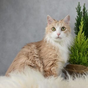 Pandora 1x1 1 scaled