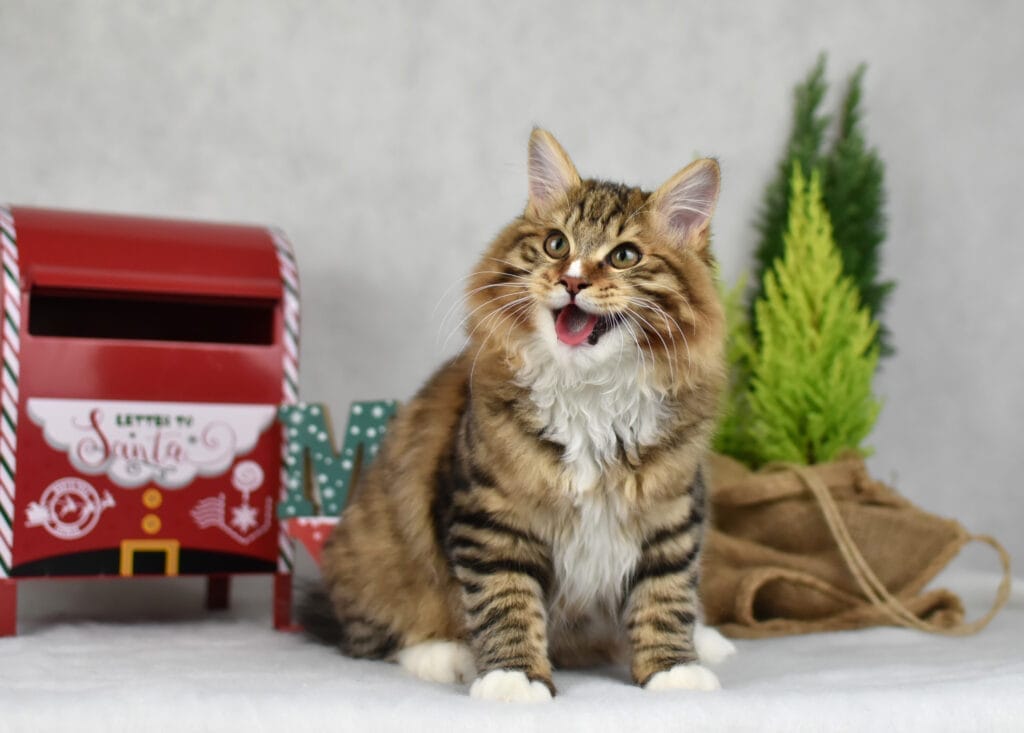 Santa Claus 13 scaled