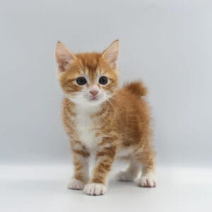 Miot M 2 2 scaled e1727802991935