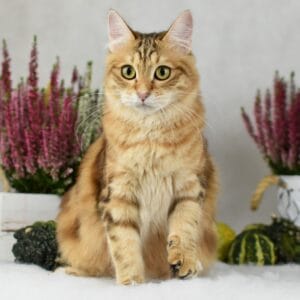 Dakota 12 kwadrat scaled