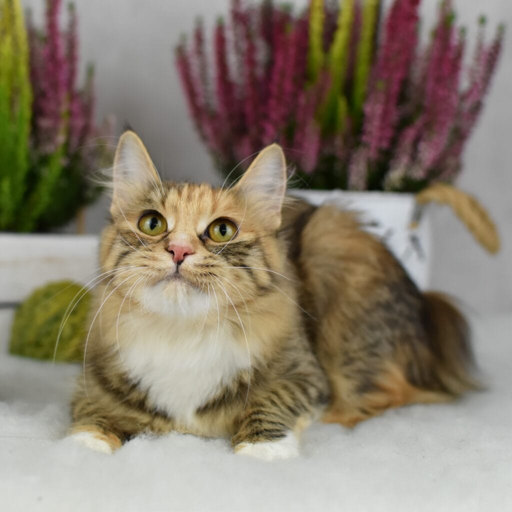 Melania 3 — kwadrat scaled