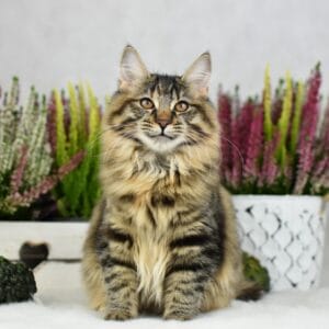 Ursula 7 — kwadrat scaled