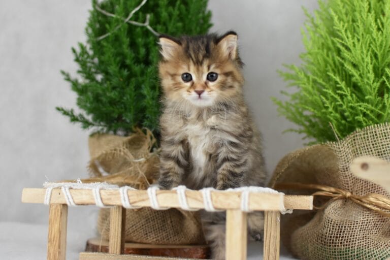 Filomena Miot F2 1 scaled