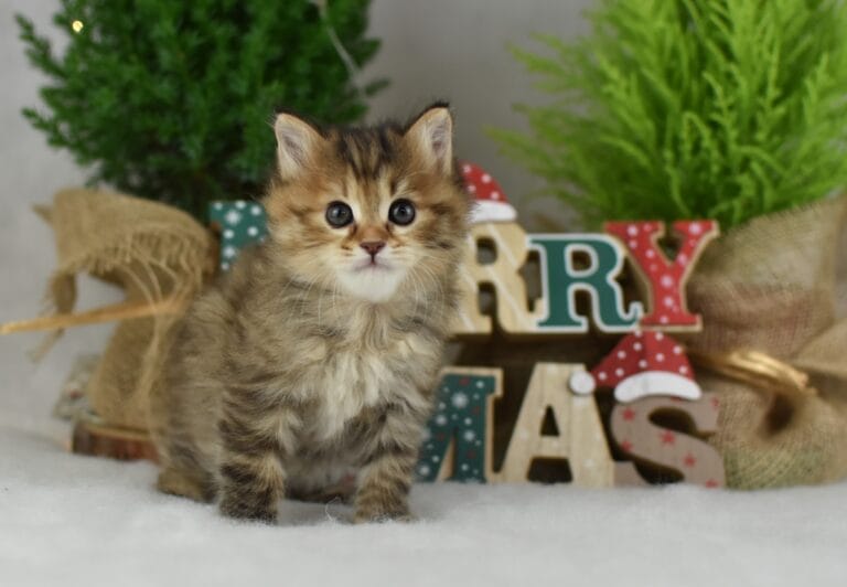 Filomena Miot F2 2 scaled