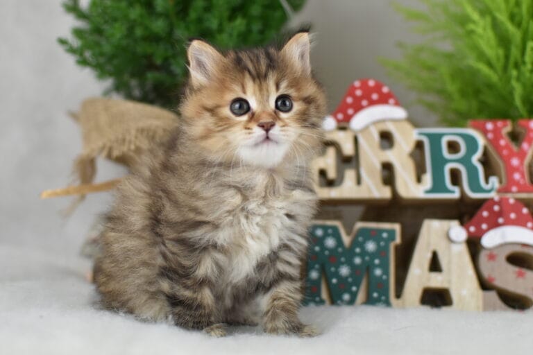 Filomena Miot F2 3 scaled