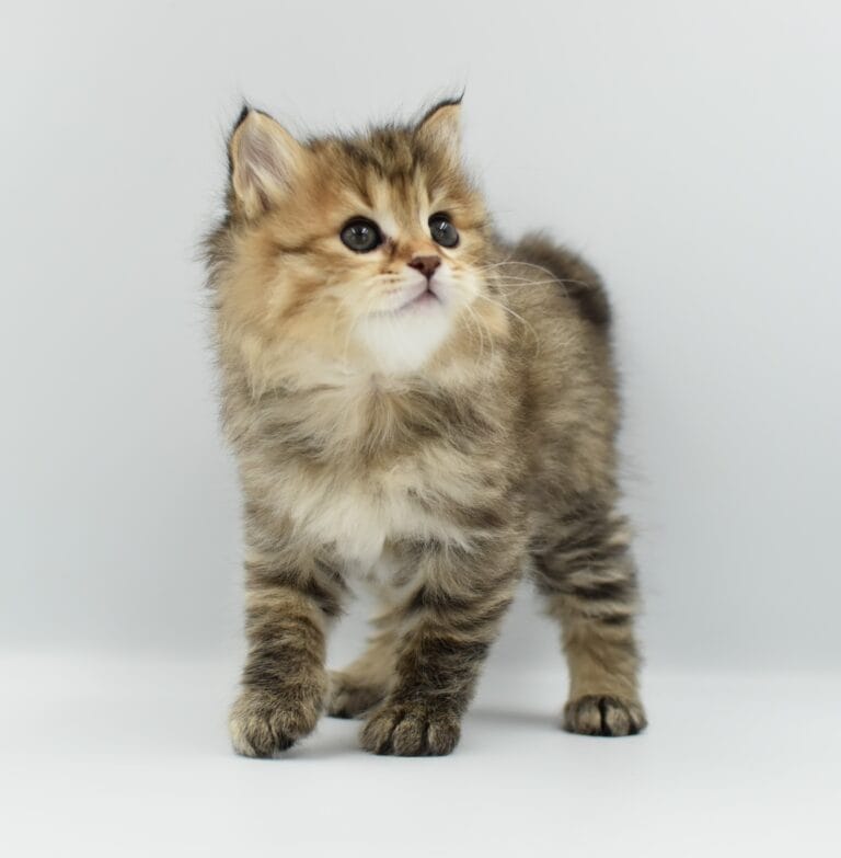 Filomena Miot F2 4 scaled