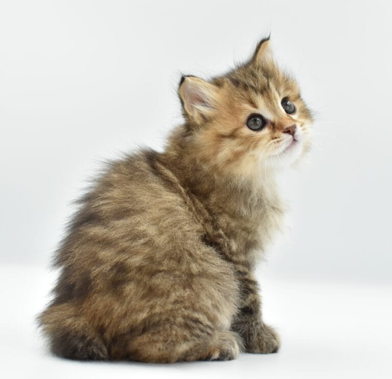 Filomena Miot F2 5 scaled