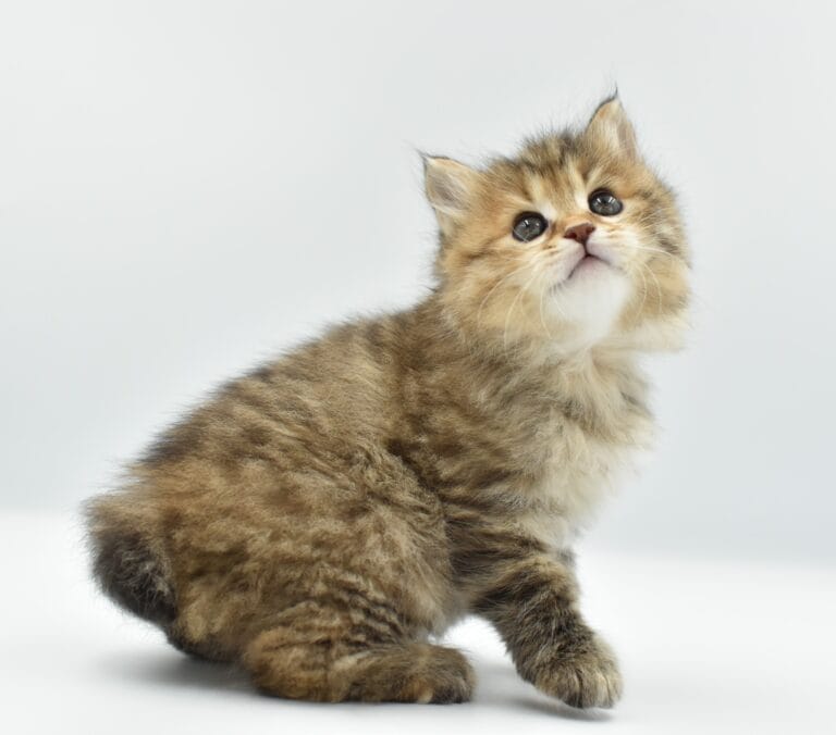 Filomena Miot F2 6 scaled