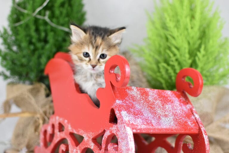 Fiona Miot F2 1 scaled