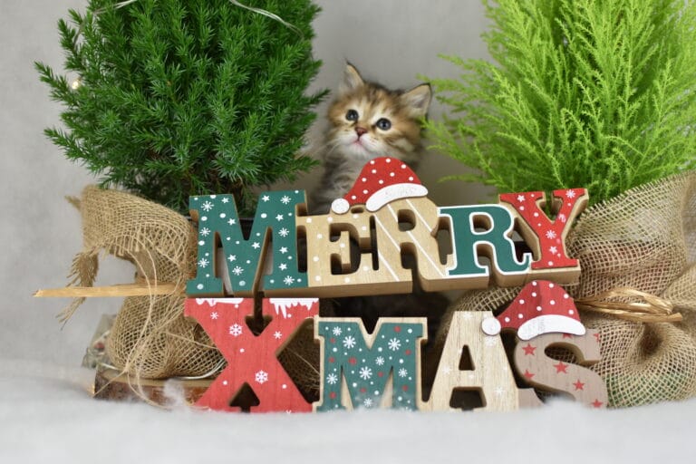 Fiona Miot F2 2 scaled