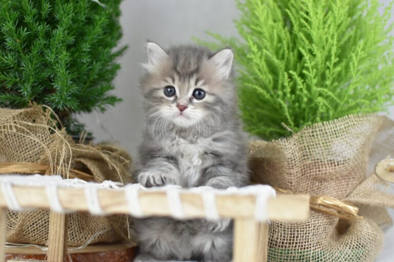 Franek Miot F2 2 scaled