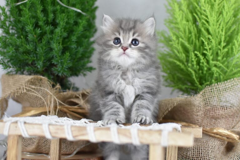 Franek Miot F2 3 scaled